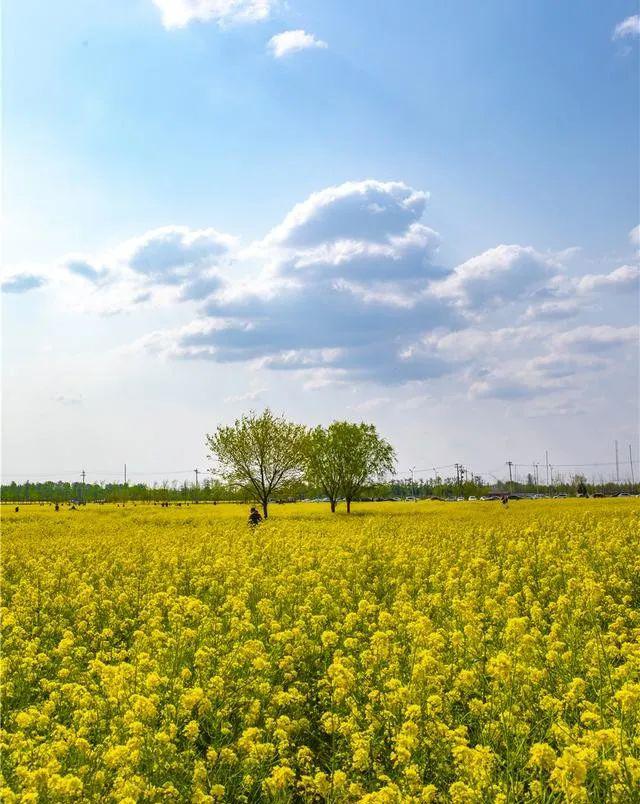 北京500亩油菜花人少免门票坐地铁就能去
