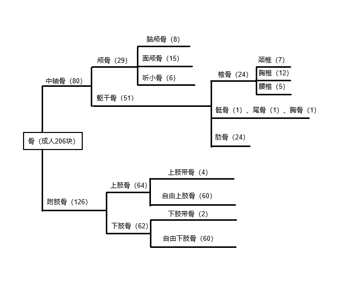 骨组织成分图片