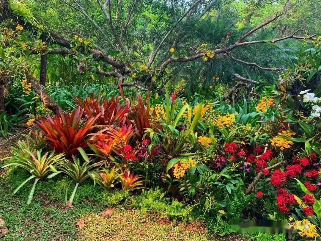 版納旅遊西雙版納熱帶植物園試開放看蘭花展感受螢火蟲之夜