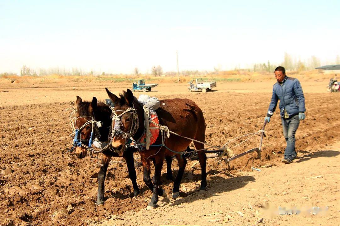 骡子耕地,你没看错