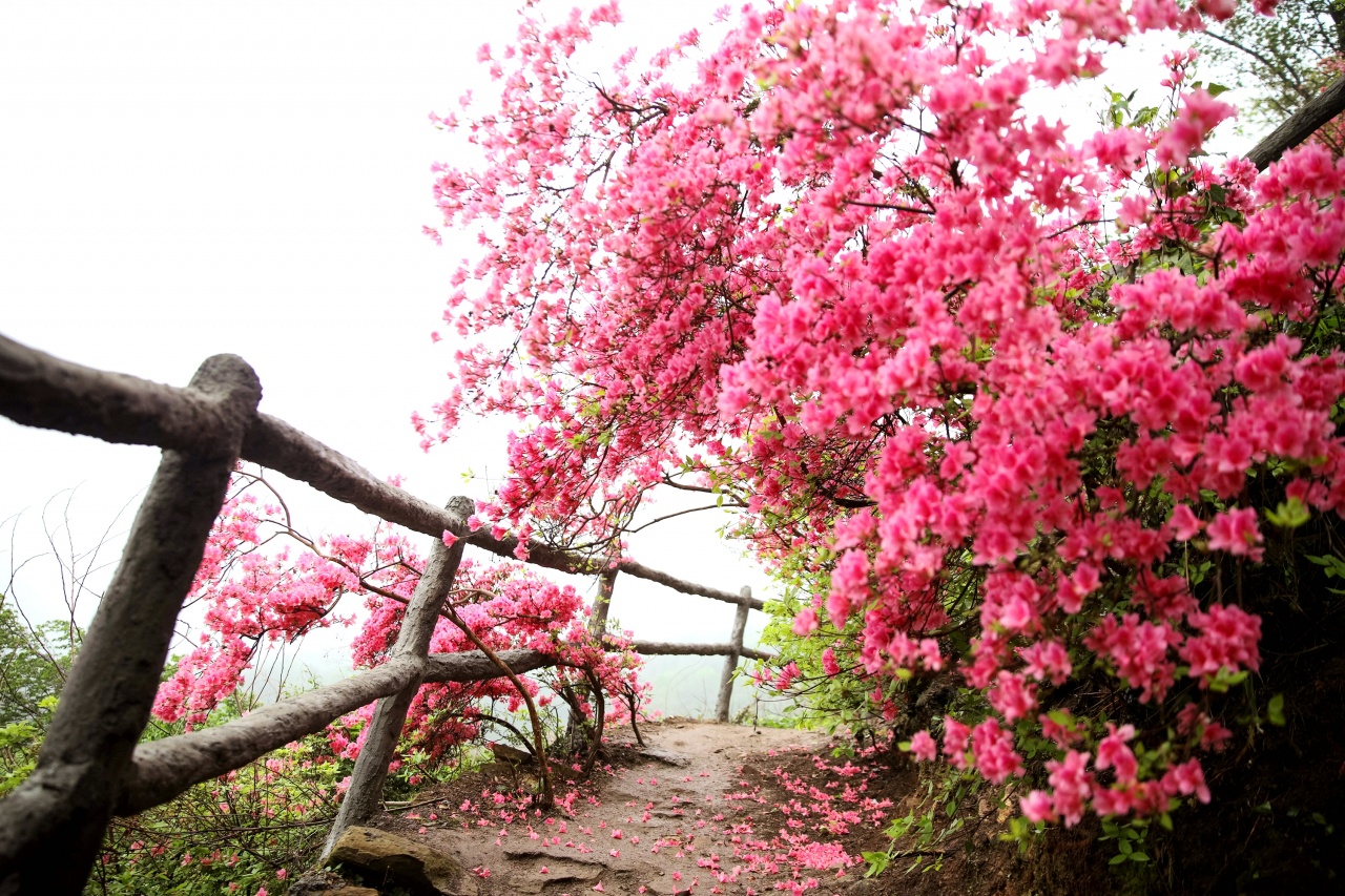 云雾山赏花游,又见漫山遍野映山红_杜鹃