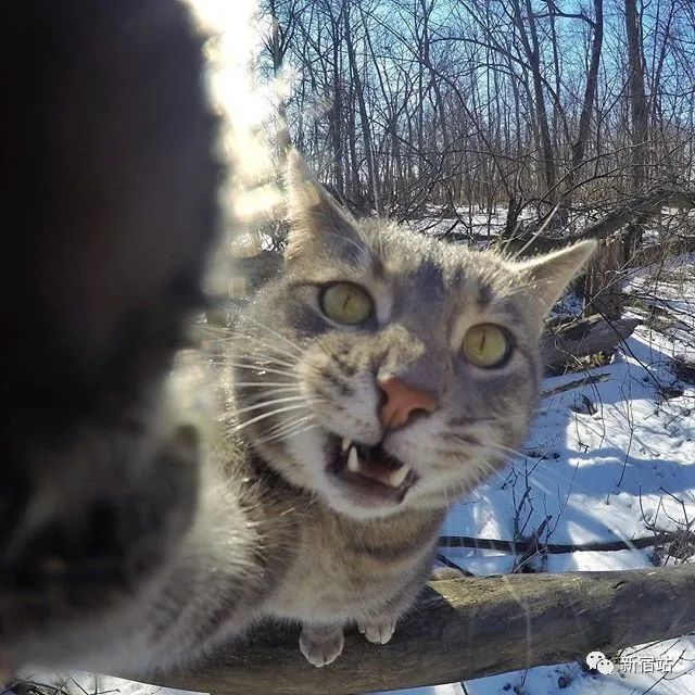 沉迷自拍的网红猫