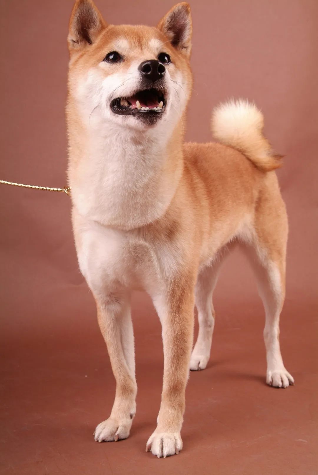 柴犬靠色相闯江湖