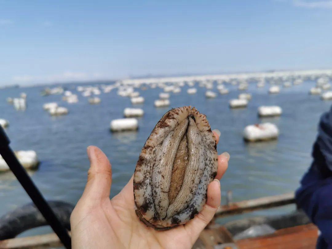 【爱的鲍鲍】围头网红鲍鱼上线泉视优品,回馈粉丝!