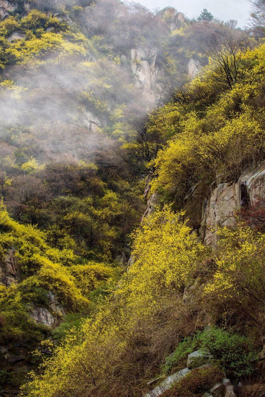 金翘并翠松金鳞敷山巅
