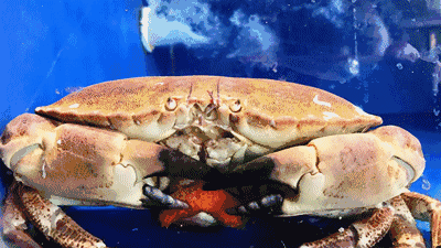 进口挪威面包蟹需要哪些手续和资料