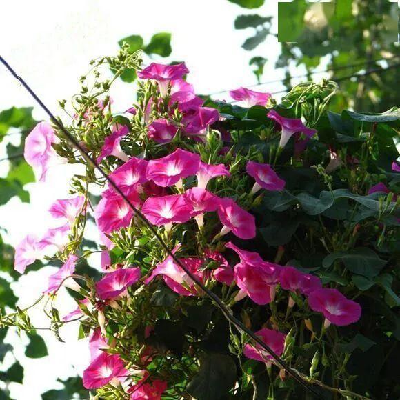 涨知识了原来五花八门中的五花指的是这5种植物