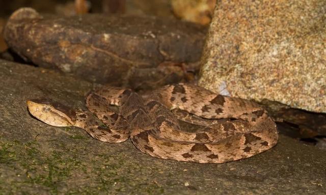 终极蝮蛇粗鳞矛头蝮高度危险的蛇类见到就要躲开