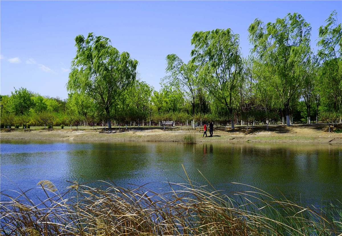 大兴永定河湿地公园图片
