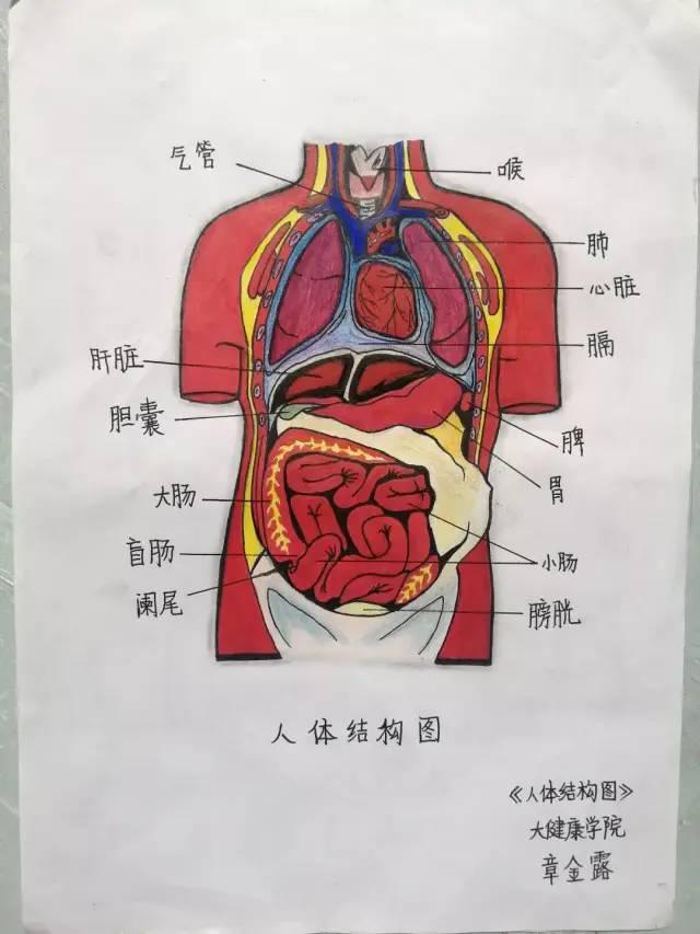 人体内脏结构图画画图片