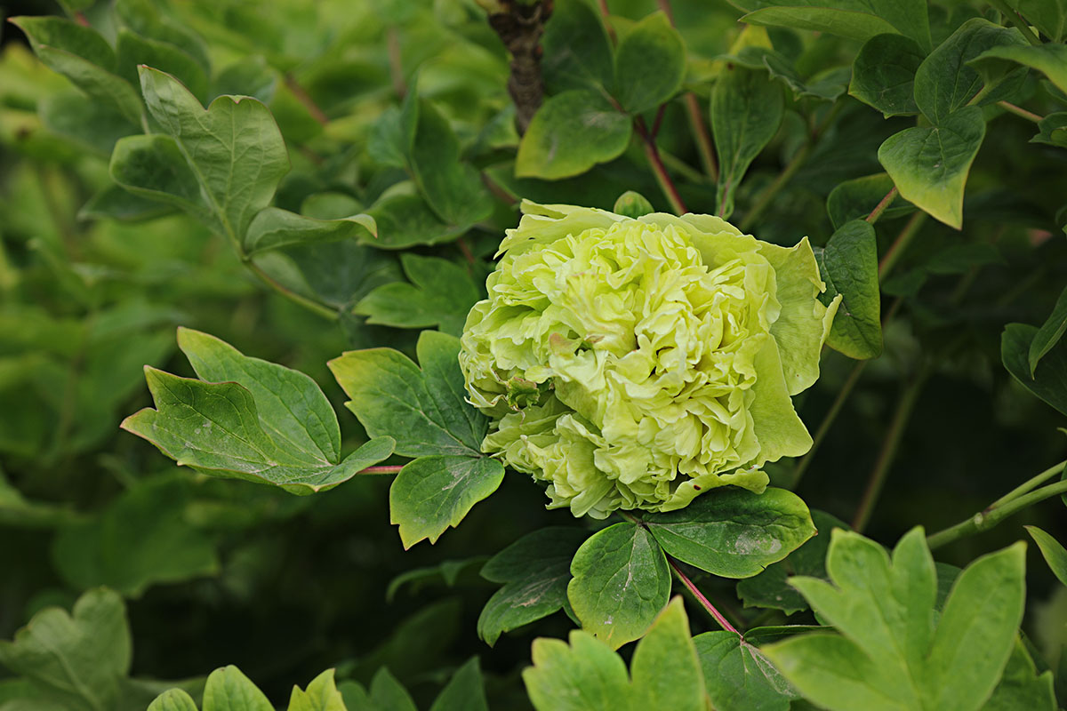 原创豆绿牡丹碧于轻浪翠于烟如此花容自解怜