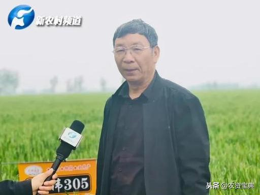 华伟305优质强筋超高产未来小麦发展的必然趋势