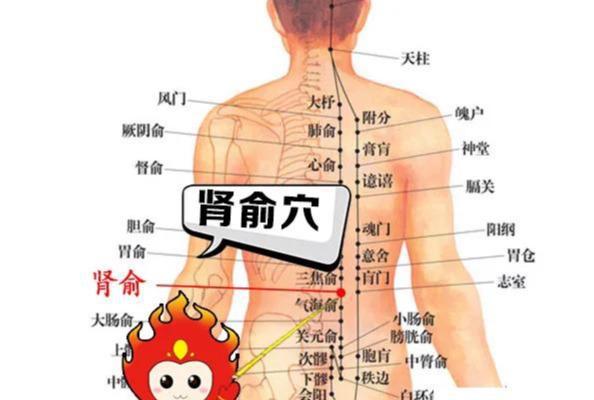 肾俞的准确位置及功效图片