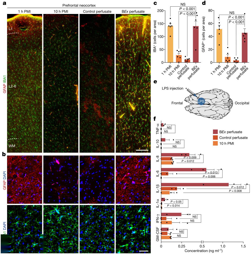 荧光染色的共聚焦平铺扫描,检查额叶前额叶皮层中的星形胶质细胞(gfap