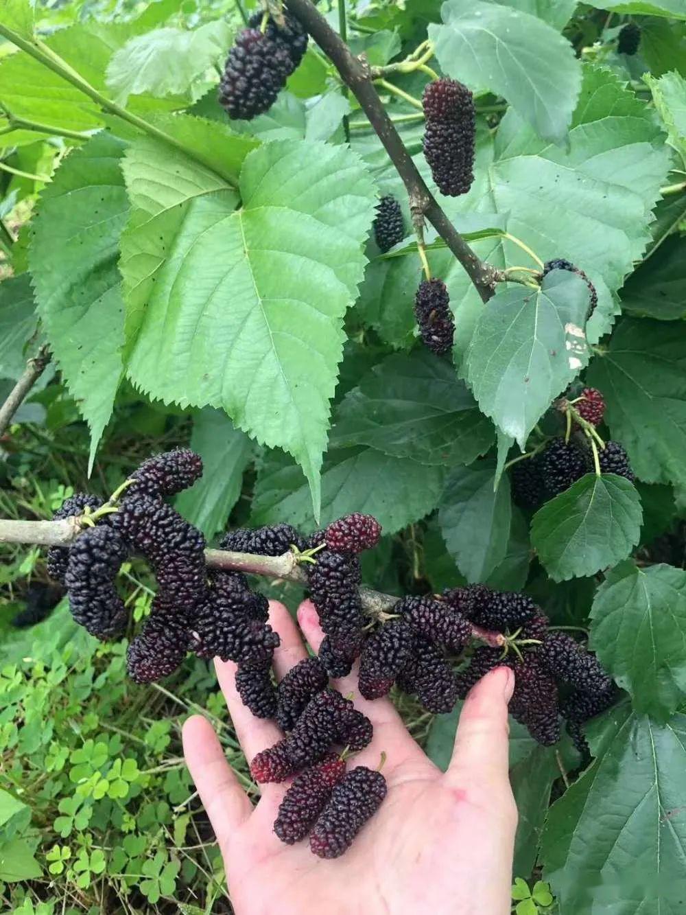 踏春好时节 | 桑葚采摘约一个吗