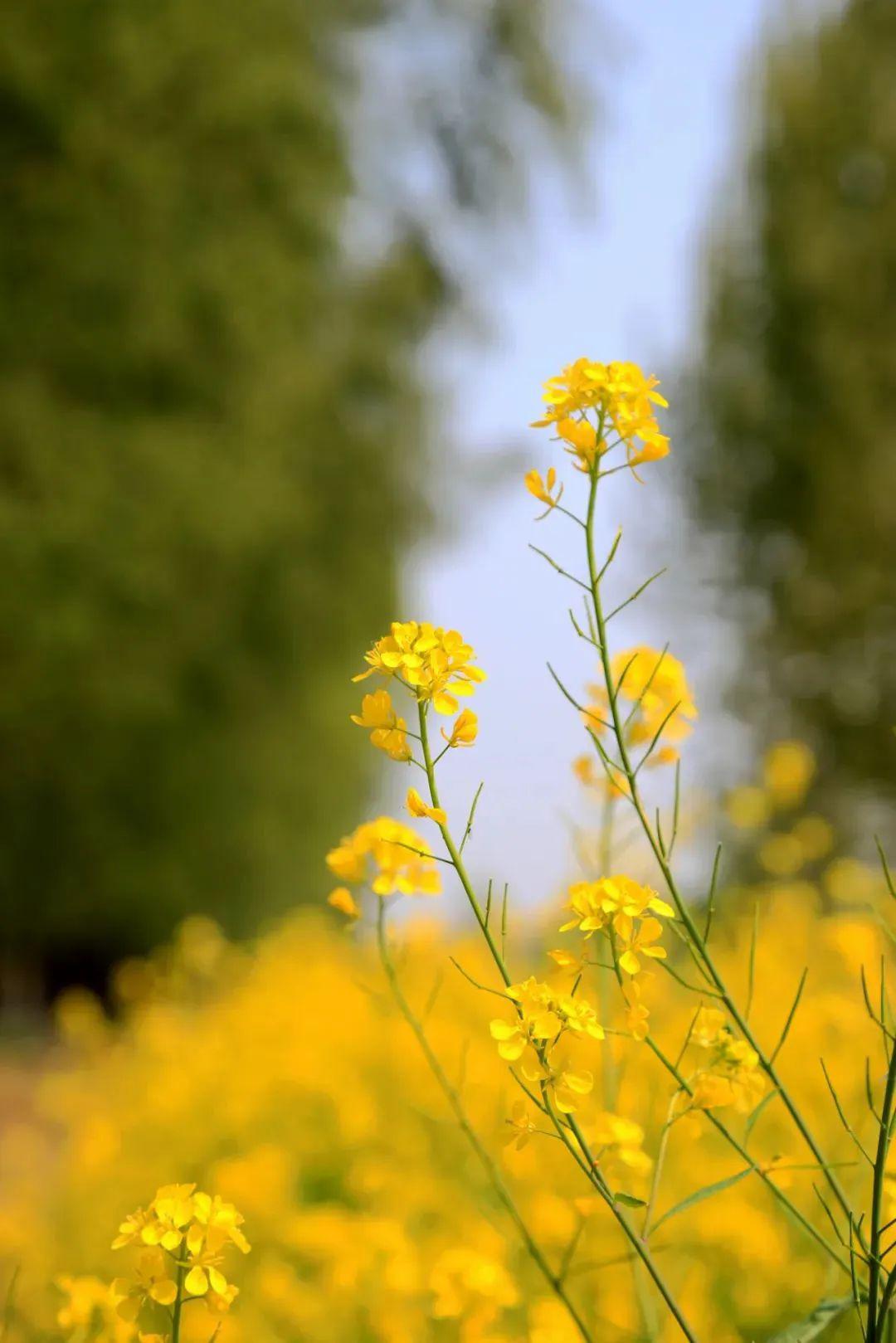 春光正好 韶华莫负 | 影像清丰摄影作品(三)_赵怀欣