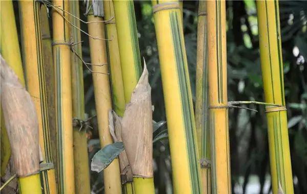 竹种类青丝黄竹