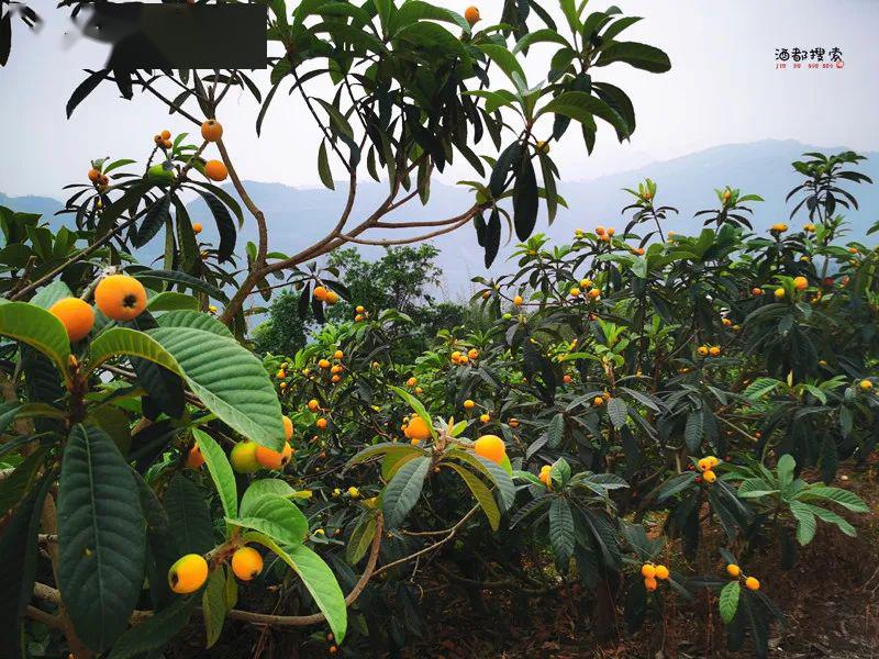 新安的枇杷熟了来自高山平湖富硒土壤的美味约起摘枇杷吃屏山老腊肉