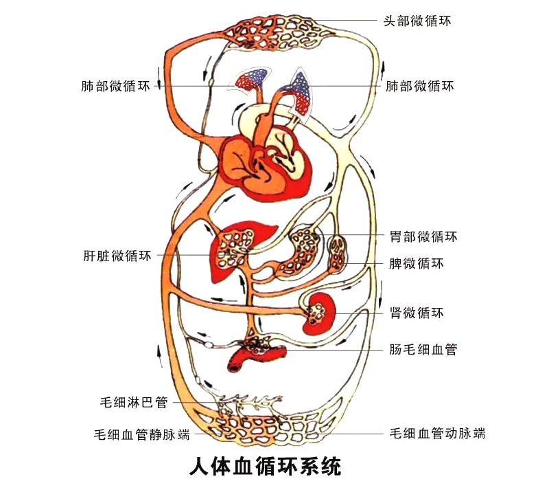 微循环障碍?矿疗帮您打通微循环,提高健康
