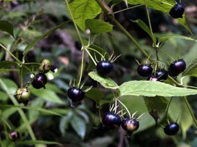 峨眉采摘界新宠蜘蛛果又萌又好味