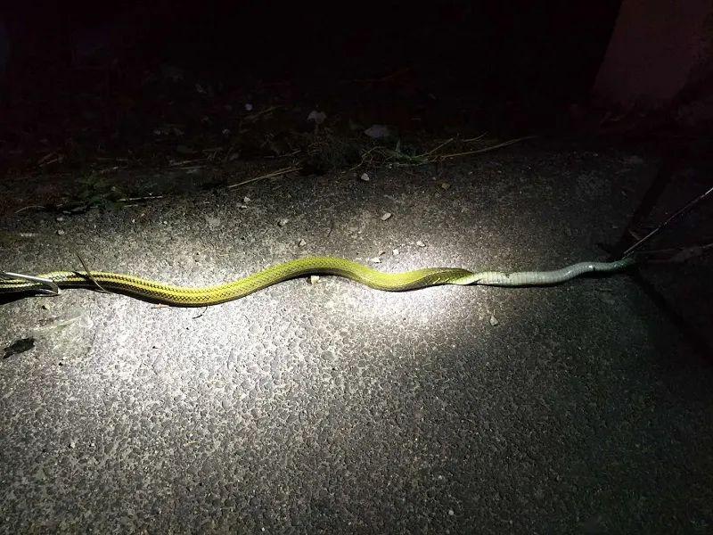 大理 74多地蛇出没 消防提醒:与蛇遭遇要淡定