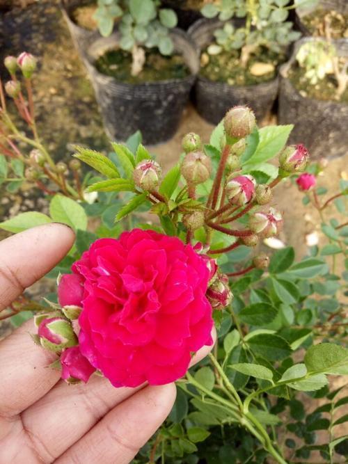 此花号称天下第一香一年能开150天少抽两包烟也要养