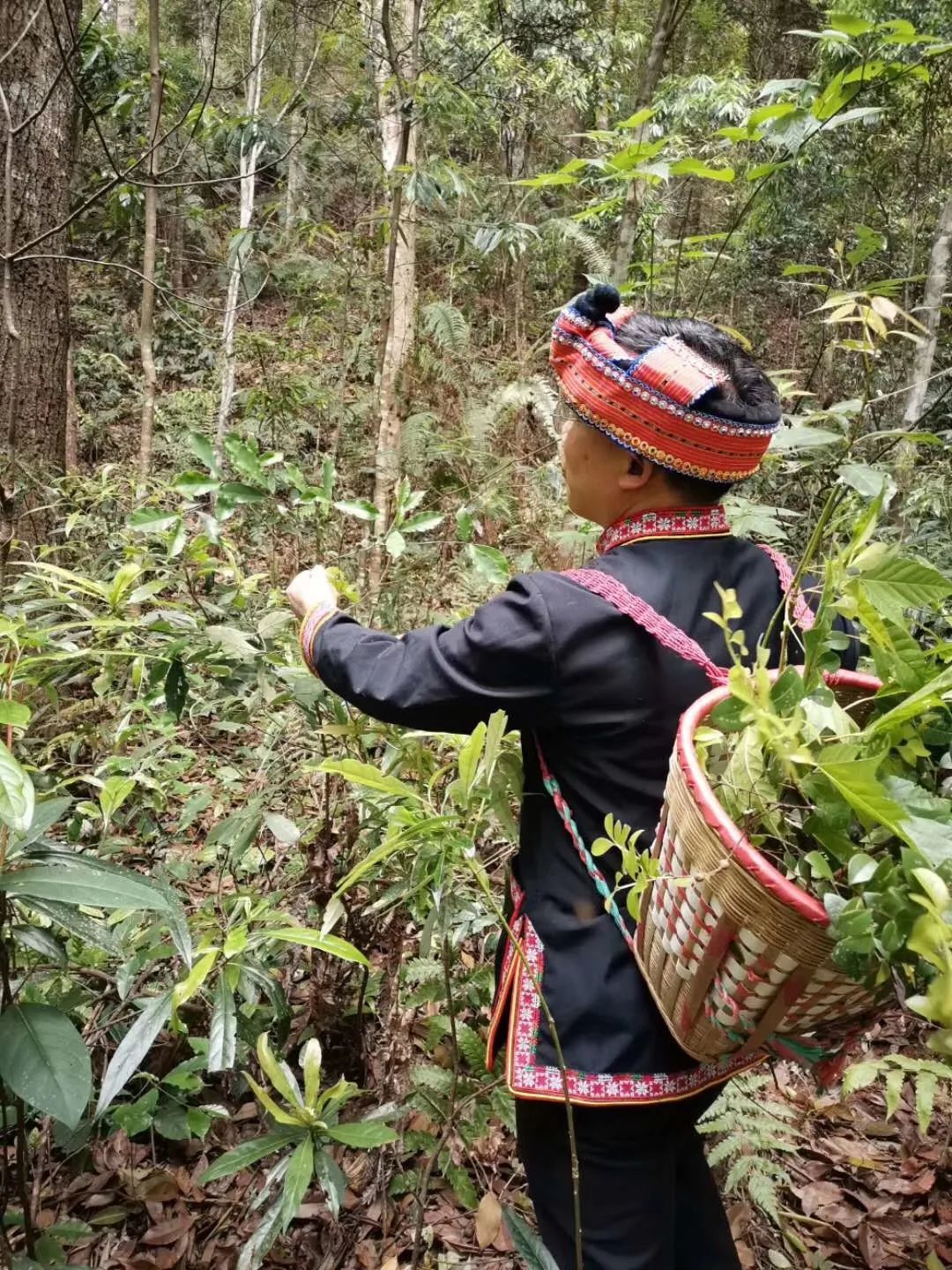 当然了,采药只是个开始.