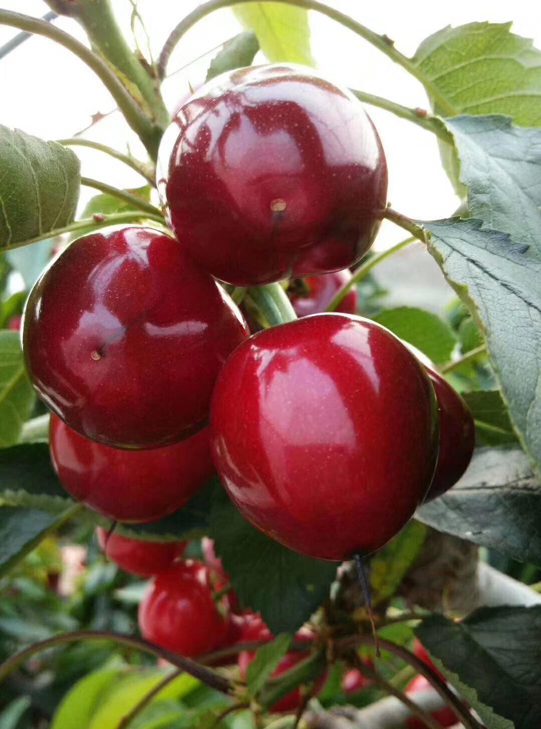 美早樱桃近几日,正值美早大樱桃大量上市,在山东临朐县的一个大棚果园