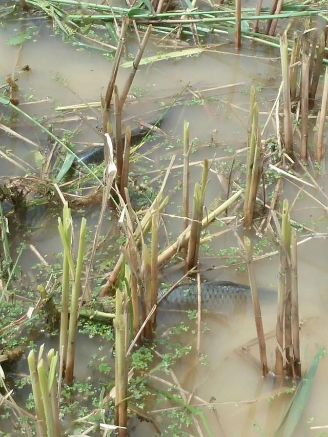 红河一哈尼族农民在田里拍了张图很黄