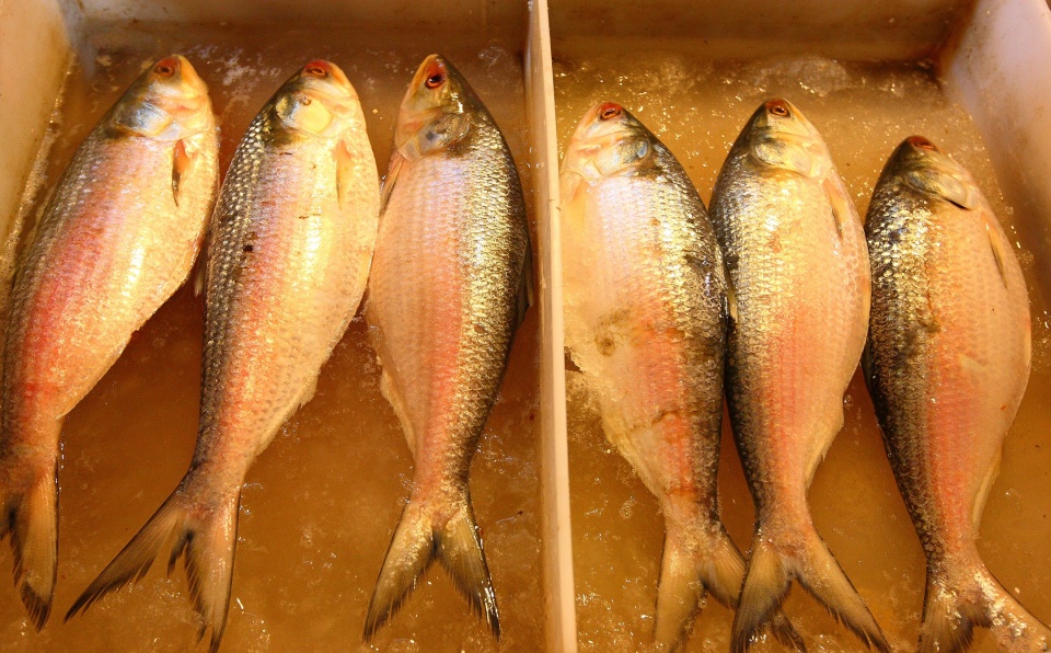 这种鱼是长江三鲜之首,每斤价格高达200元,号称的"鱼中之王"_鲥鱼