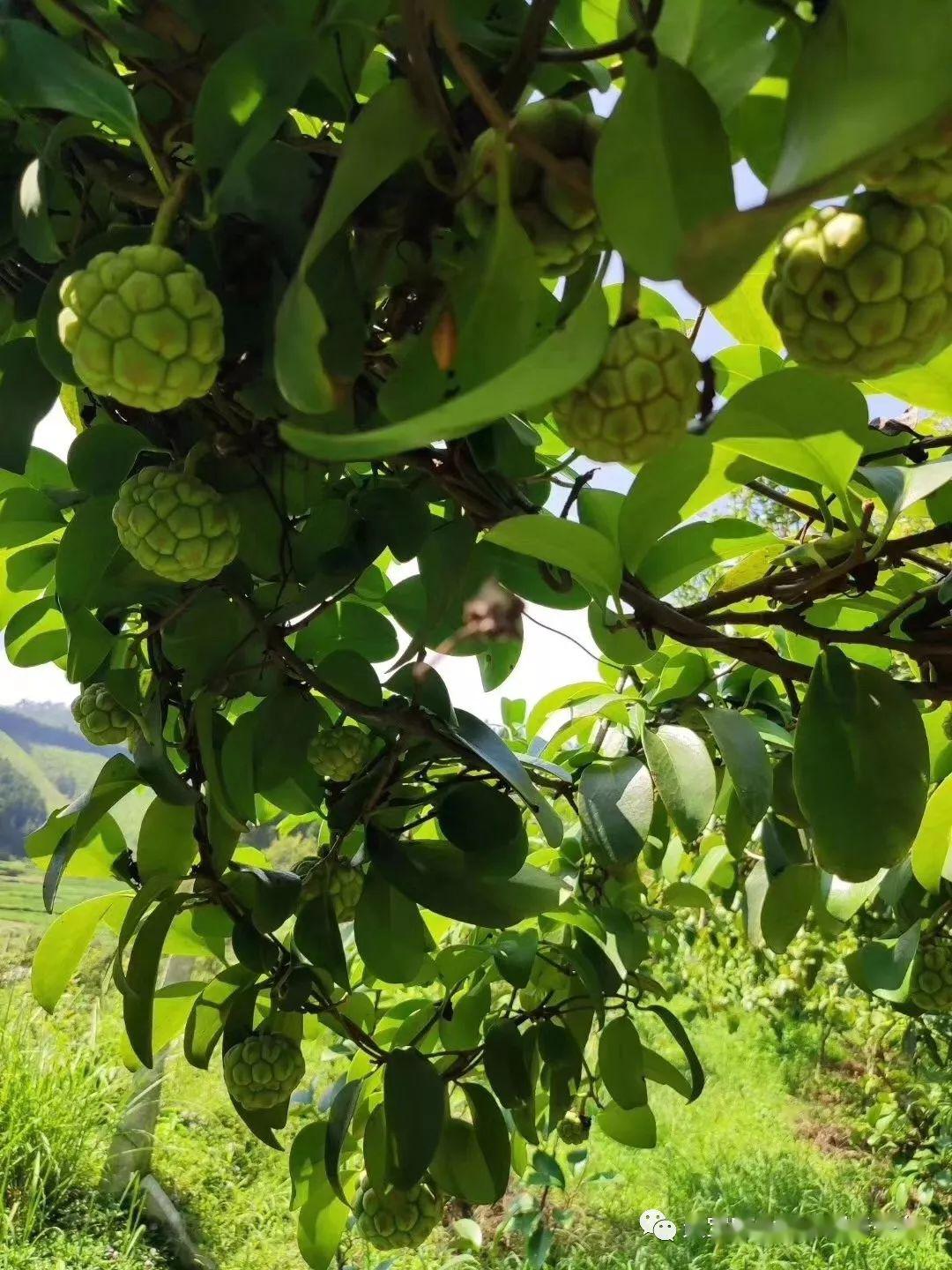 布福娜早春病虫害严重爆发