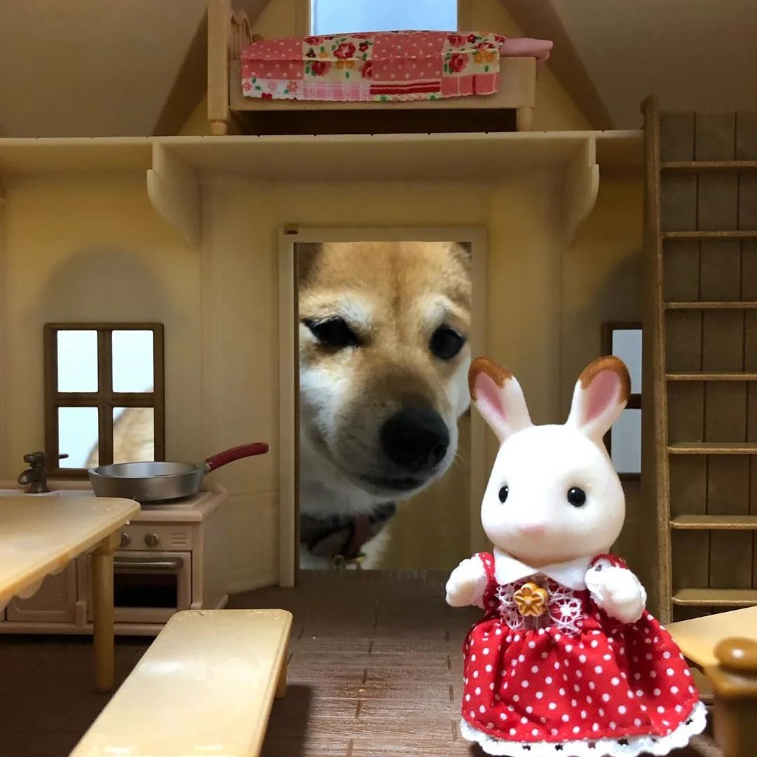 网友偷藏玩具屋柴柴看后大惊失色你背着我金屋藏娇