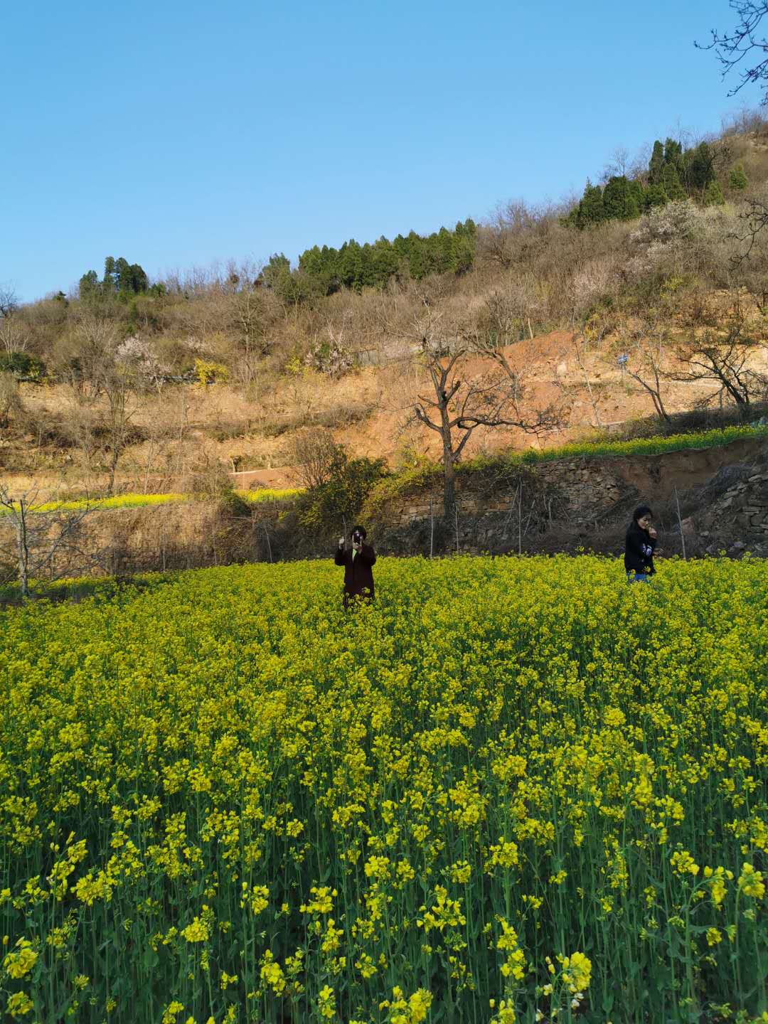 花海踏春近郊遊,這個