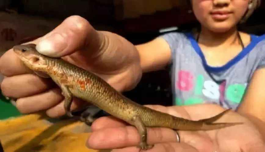 在邵阳有一种蛇叫猪婆蛇你小时候抓过吗