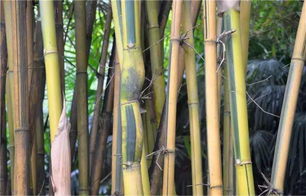 竹种类青丝黄竹