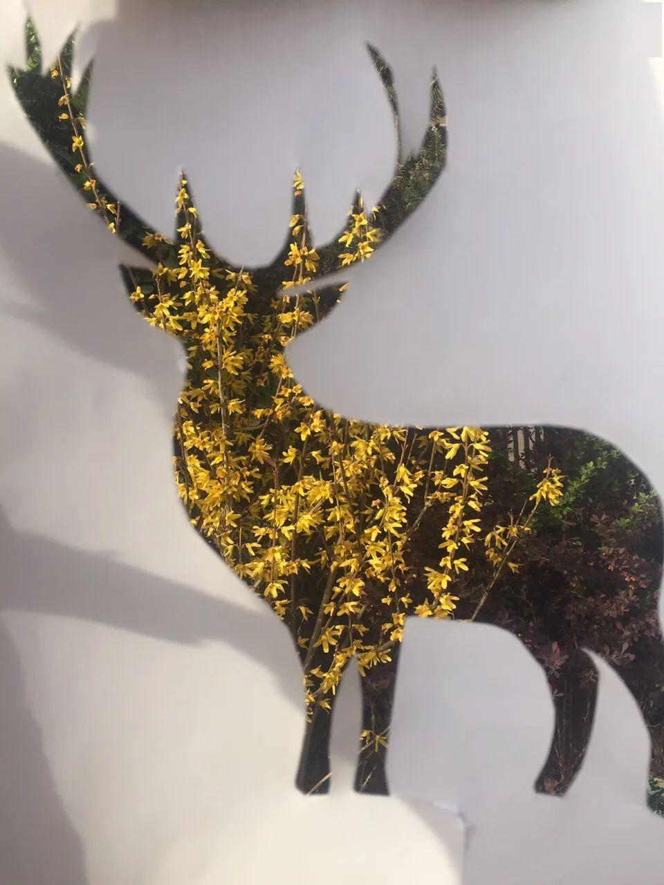 爱护动物与自然和谐