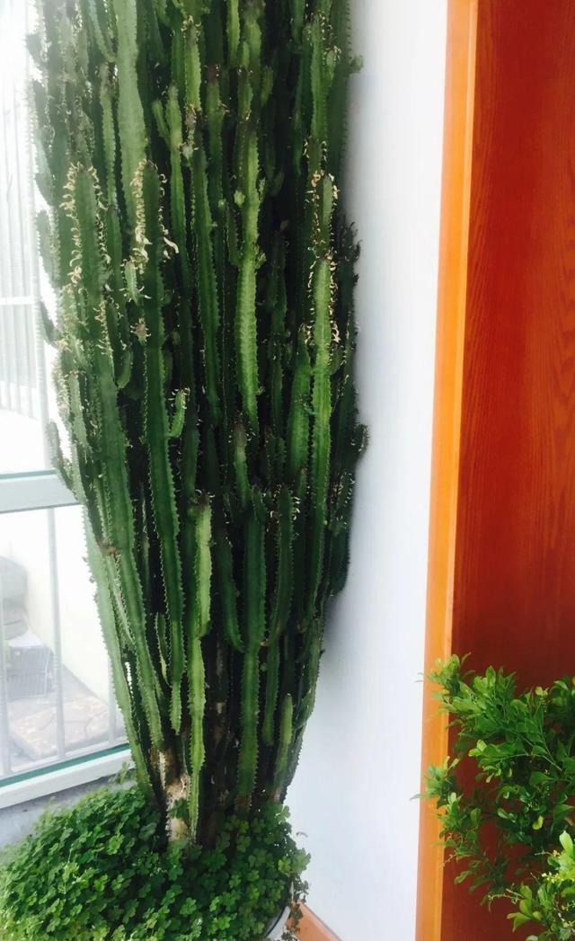 30年的芦荟,20年的龟背竹,硬生生把花养成了树!_龙骨