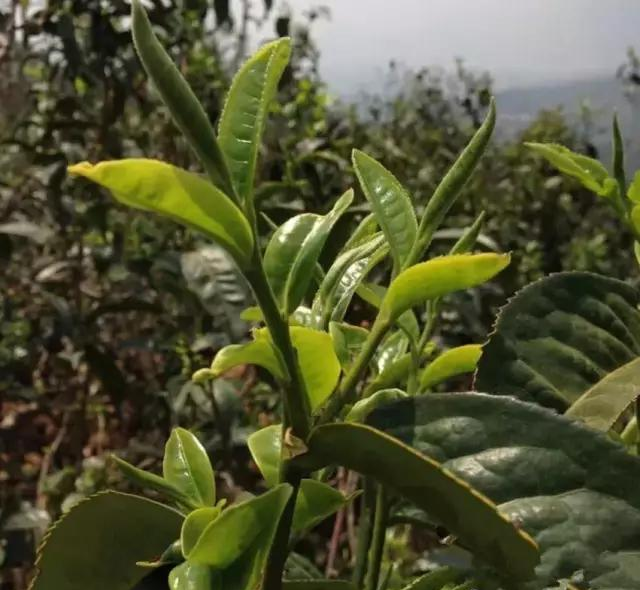 象明乡天气预报今日情况
