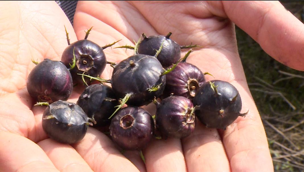 峨眉采摘界新宠蜘蛛果又萌又好味