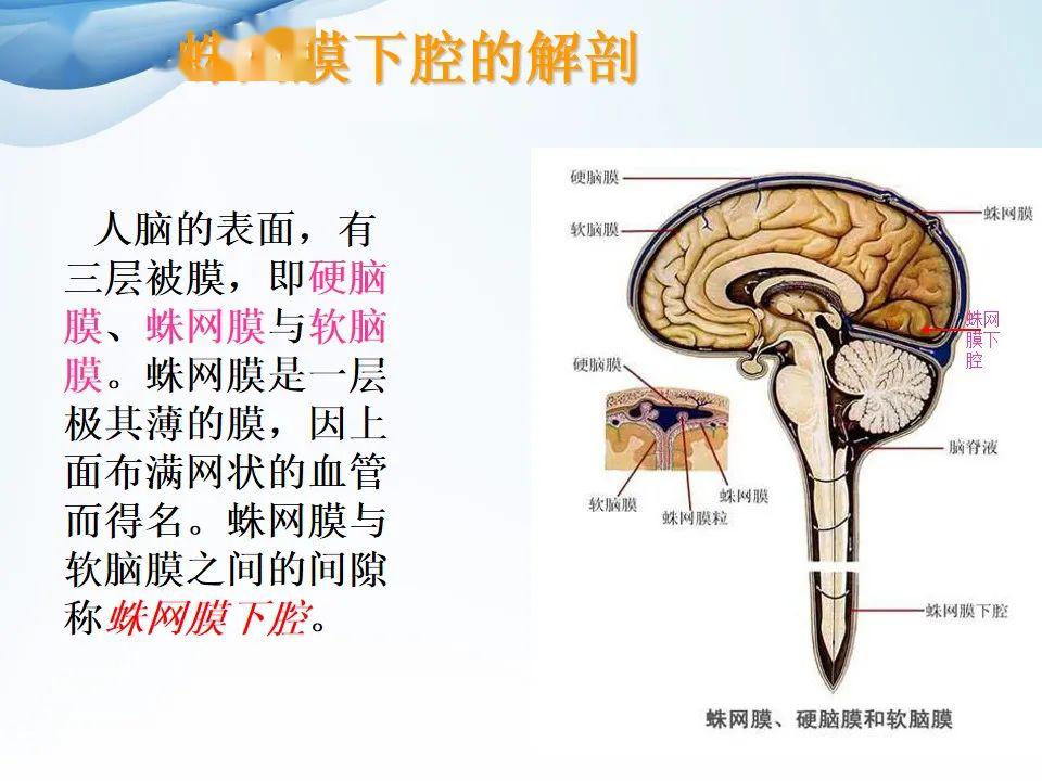 额颞蛛网膜下腔图片