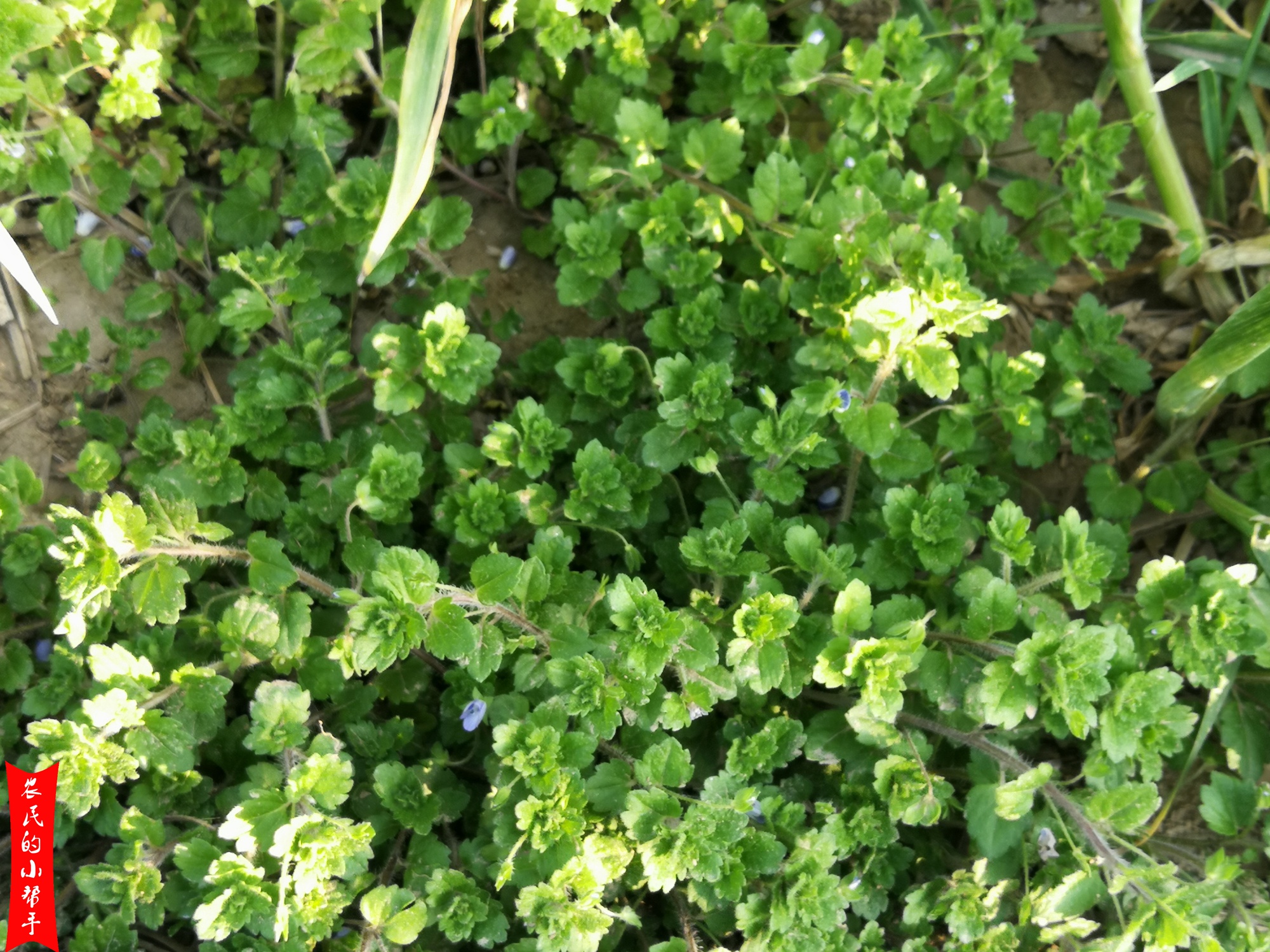 原创小麦田杂草婆婆纳如何识别农户们怎样防治一组实拍图片揭晓