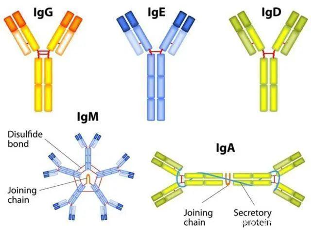 又颠覆你的认知体内抗体浓度越高新冠肺炎的病情反而越严重