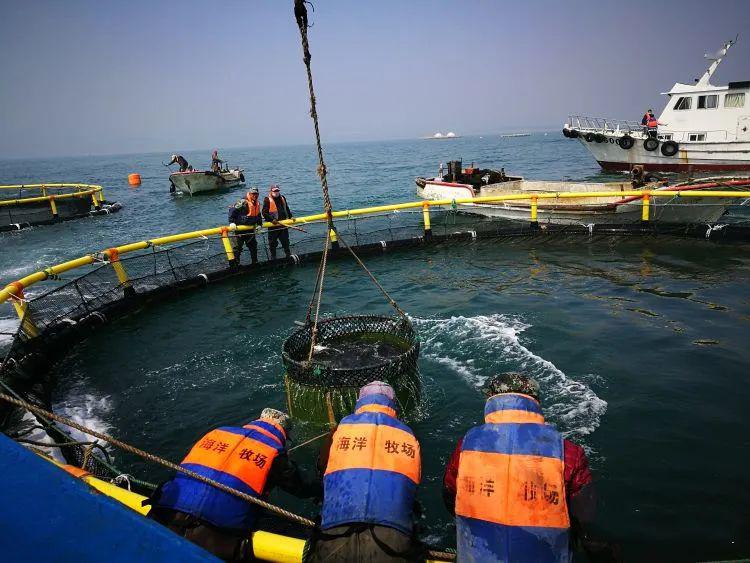 青岛西海岸新区"南鱼北养"助力海洋渔业高质量发展_养殖网