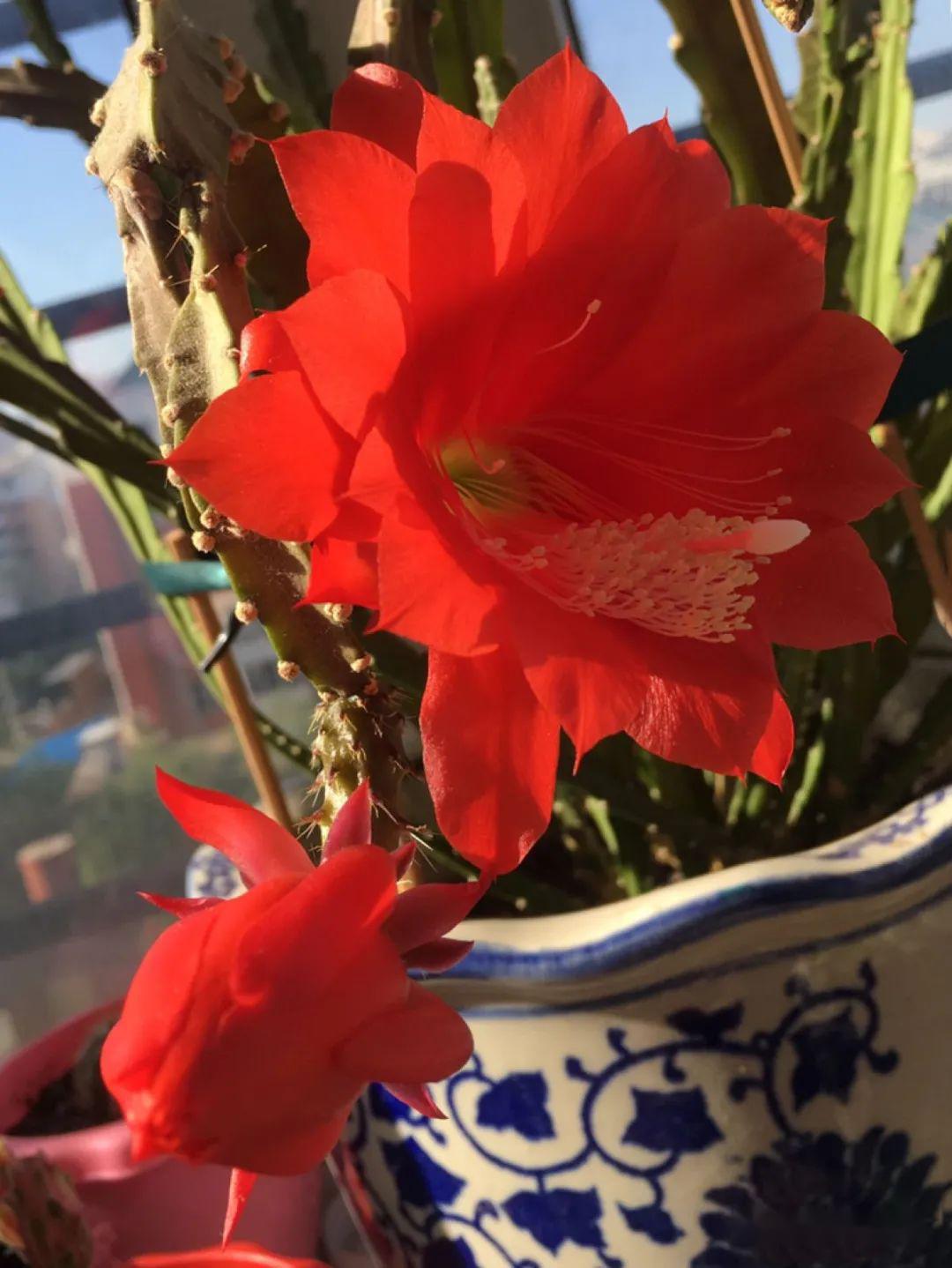 关于令箭荷花的相关养护知识