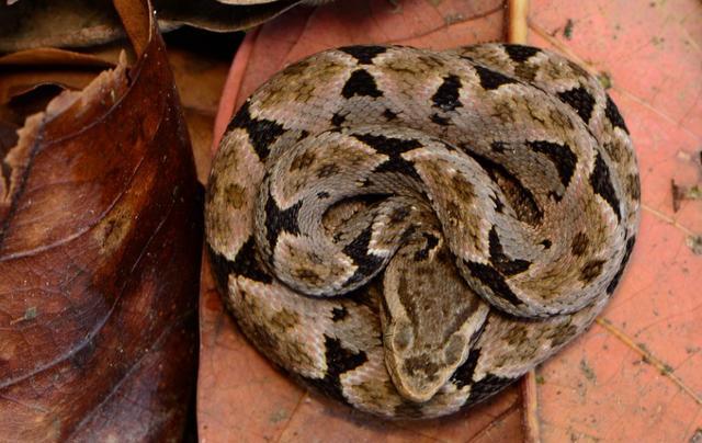 终极蝮蛇粗鳞矛头蝮高度危险的蛇类见到就要躲开