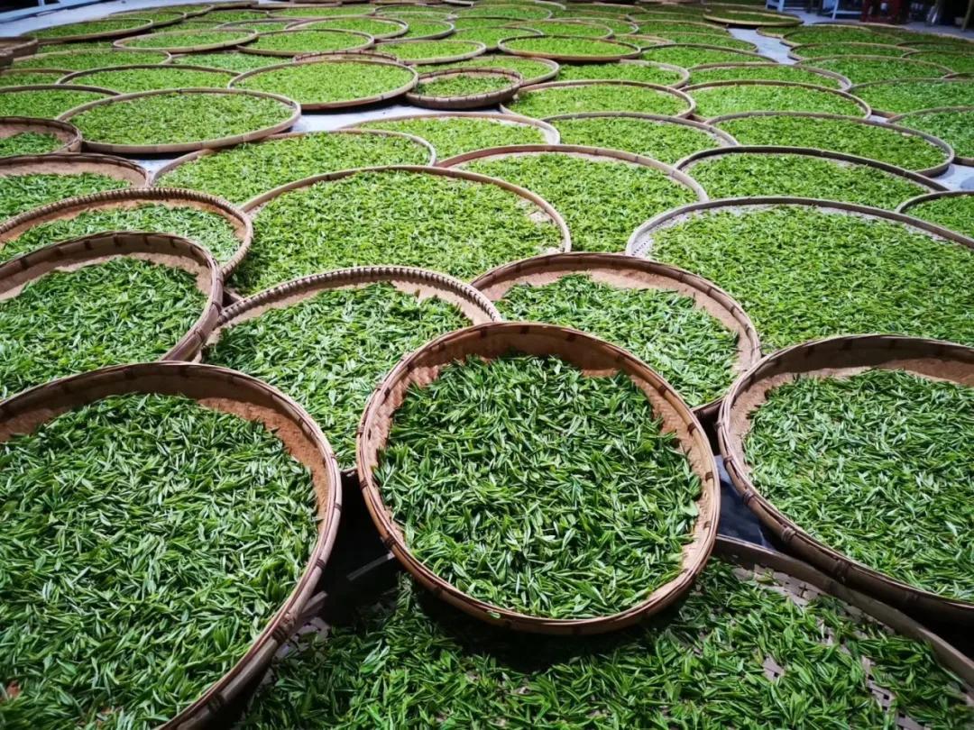 湖南湘西州委书记叶红专一行莅临正山堂古丈红公司考察调研_茶叶