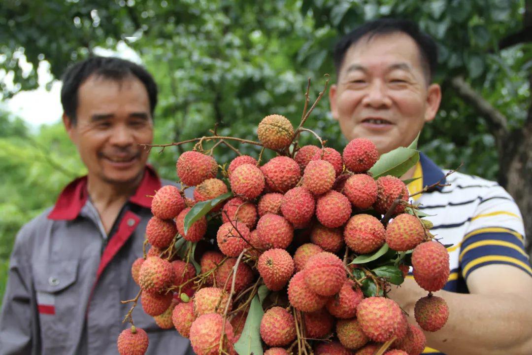 今年几时有增城荔枝吃