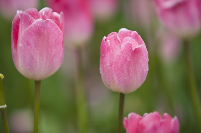 各色郁金香花语和寓意(各色郁金香花语是什么意思)