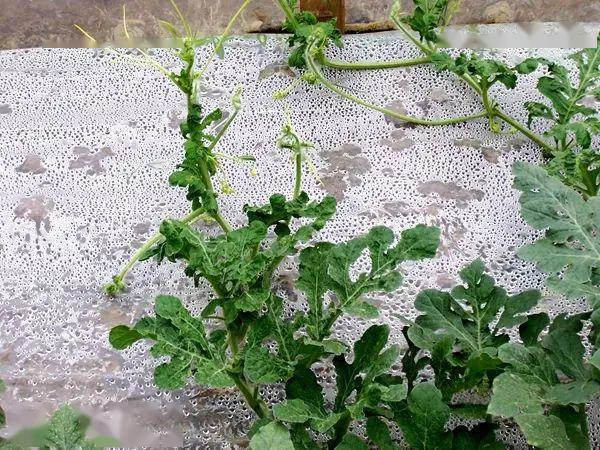 西瓜缺硼会引起座瓜率降低,花粉发育差,受精差,畸形,特别是气温低时