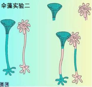 结论:伞藻的遗传物质不在假茎中,在假根里(上面两个实验皆可说明遗传